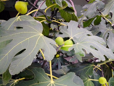 廠區內的無花果成熟了